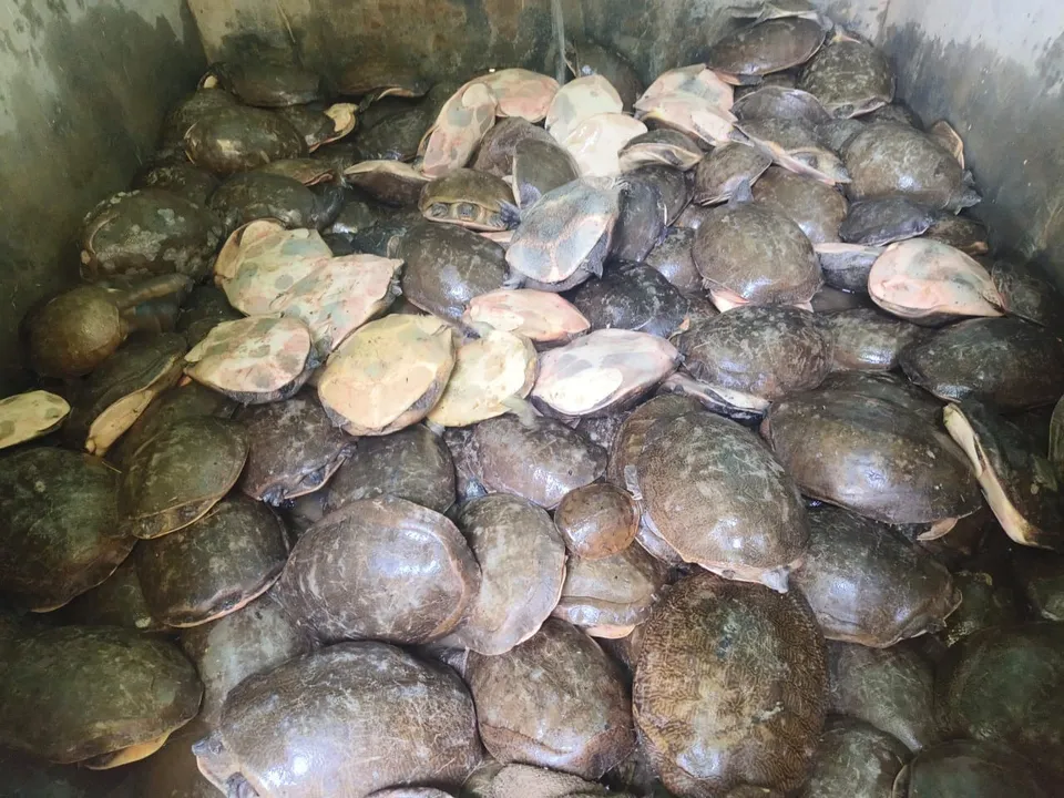  200 turtles: ୨୦୦ ଜୀବନ୍ତ କଇଁଛ ସହ ବୋଲେରୋ ଗାଡି ଜବତ, ମାଫିଆ ଫେରାର