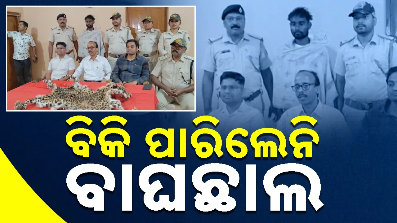  Tiger Skin Seized: ବାଘଛାଲ ଡିଲ୍‌ ବେଳେ ମାଡ଼ିବସିଲା ବନବିଭାଗ