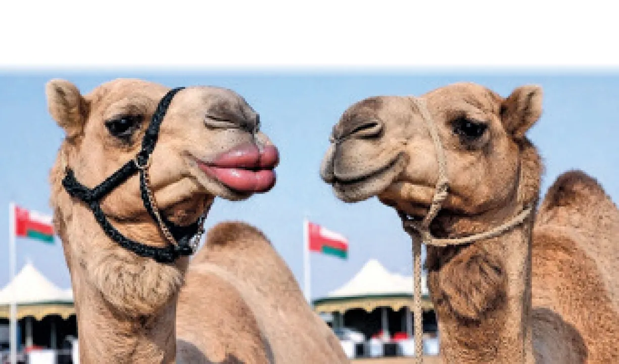  Camel: ଓଟଙ୍କ ସୌନ୍ଦର୍ଯ୍ୟ ପ୍ରତିଯୋଗିତା: ପ୍ଲାଷ୍ଟିକ୍‌ ସର୍ଜରି କରି ୨୦ ଓଟ ବିଦା