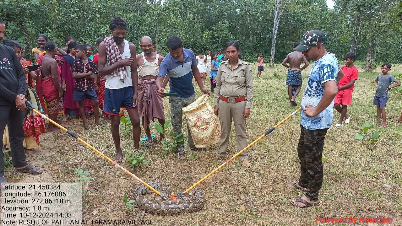  ଆଠ ଫୁଟର ଅଜଗର ଉଦ୍ଧାର