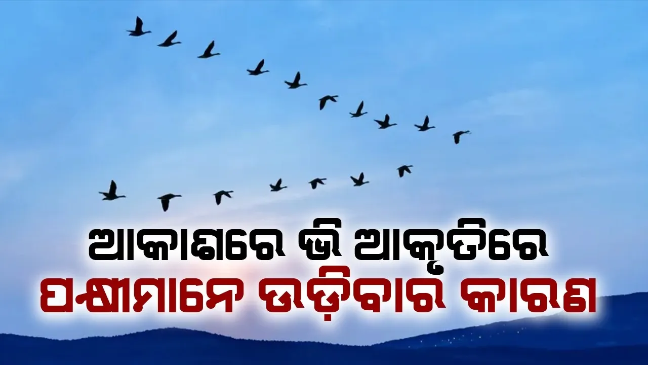  ଏହି କାରଣରୁ ପକ୍ଷୀମାନେ ସର୍ବଦା ‘ଭି’ ଆକୃତିରେ ଉଡ଼ିଥାଆନ୍ତି
