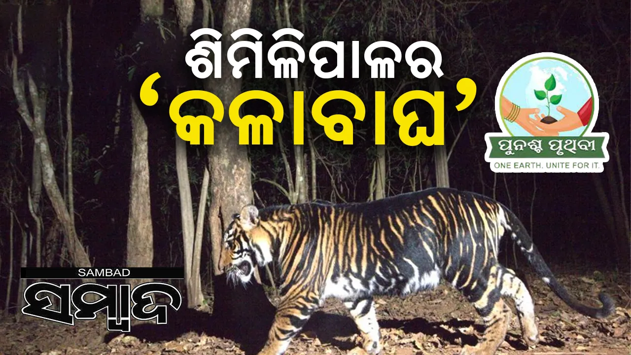  ଶିମିଳିପାଳର ‘କଳାବାଘ’: ସଫାରି ପାଇଁ ନକ୍ସା ପ୍ରସ୍ତୁତ