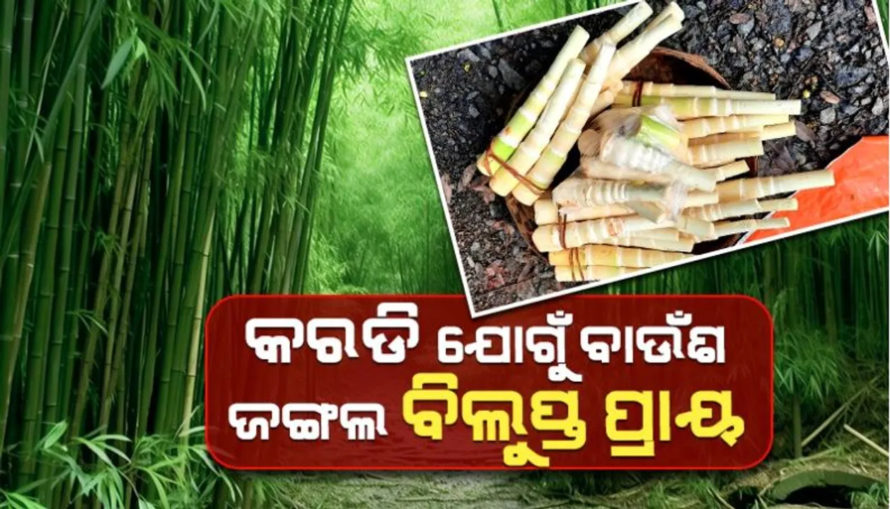  କାଗଜ-କଲମରେ ବଞ୍ଚିଛି ୫୦ ହଜାର ହେକ୍ଟର ବାଉଁଶ ବଣ