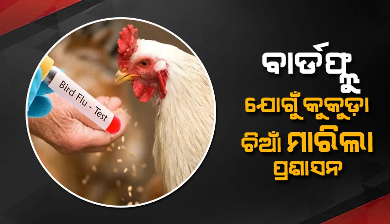  ପିପିଲି ପରେ ଡେଲାଙ୍ଗରେ ବାର୍ଡ ଫ୍ଲୁ: କୁକୁଡ଼ା ଚିଆଁ ମାରିଲା ପ୍ରଶାସନ