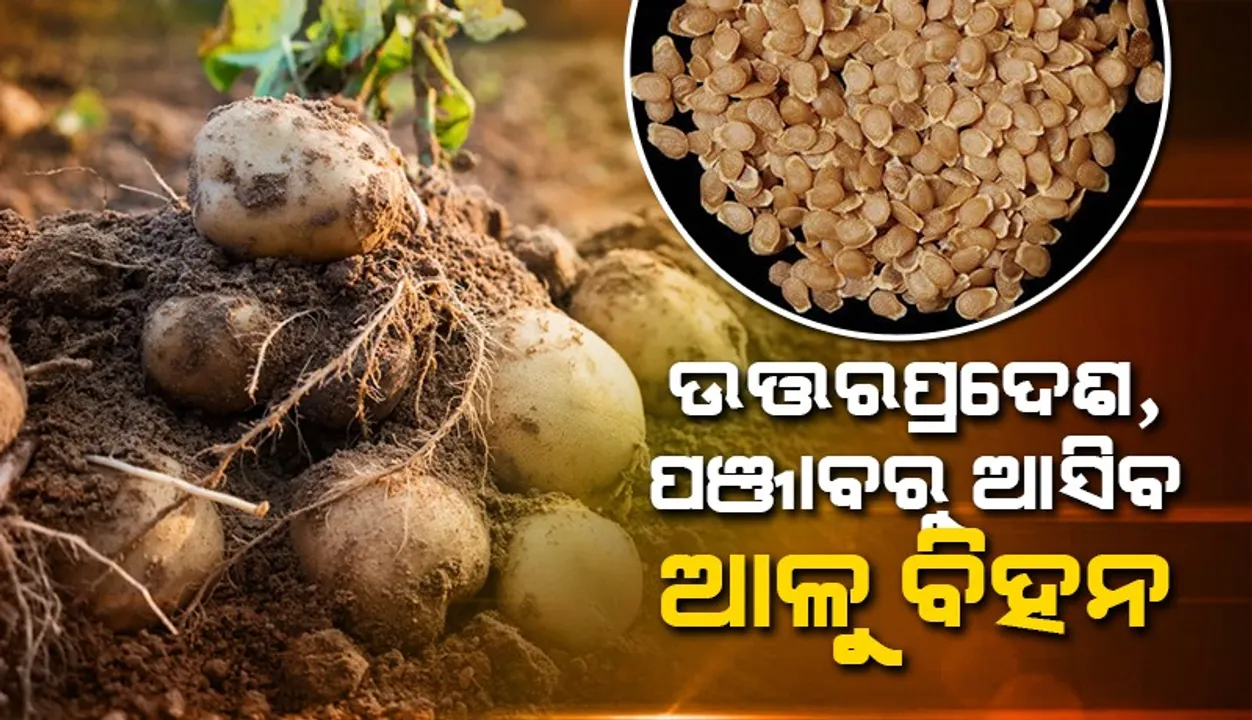  ଆଳୁ ମିସନ: ୩ ବର୍ଷ ଅବଧି ବଢ଼ାଇଲେ ରାଜ୍ୟ ସରକାର