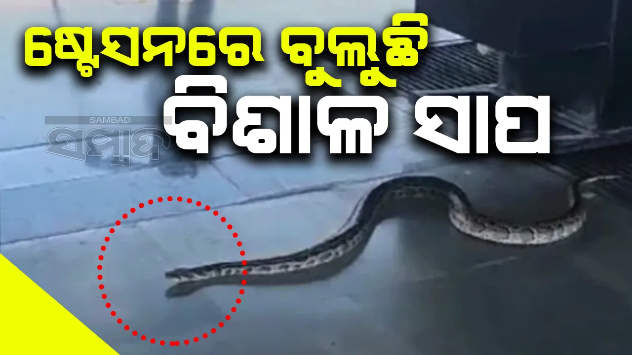  ଷ୍ଟେସନରେ ବିଶାଳ ସାପ ବୁଲିବା ଦେଖି ଯାତ୍ରୀ ଭୟଭୀତ