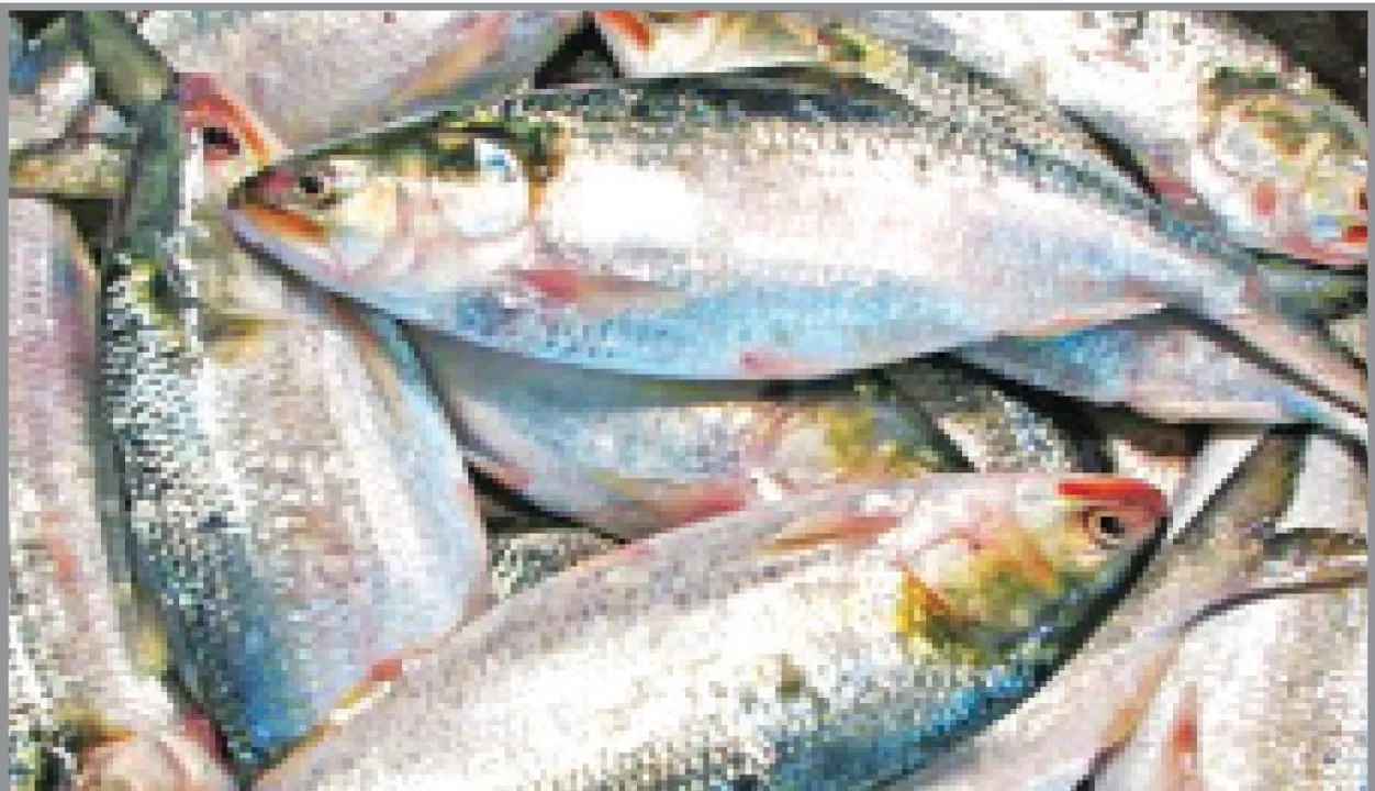  ହଜିଗଲେଣି ‘ଇଲିସି’: ଏବେ ୫୦ କିଲୋ ମିଳିବା କଷ୍ଟକର