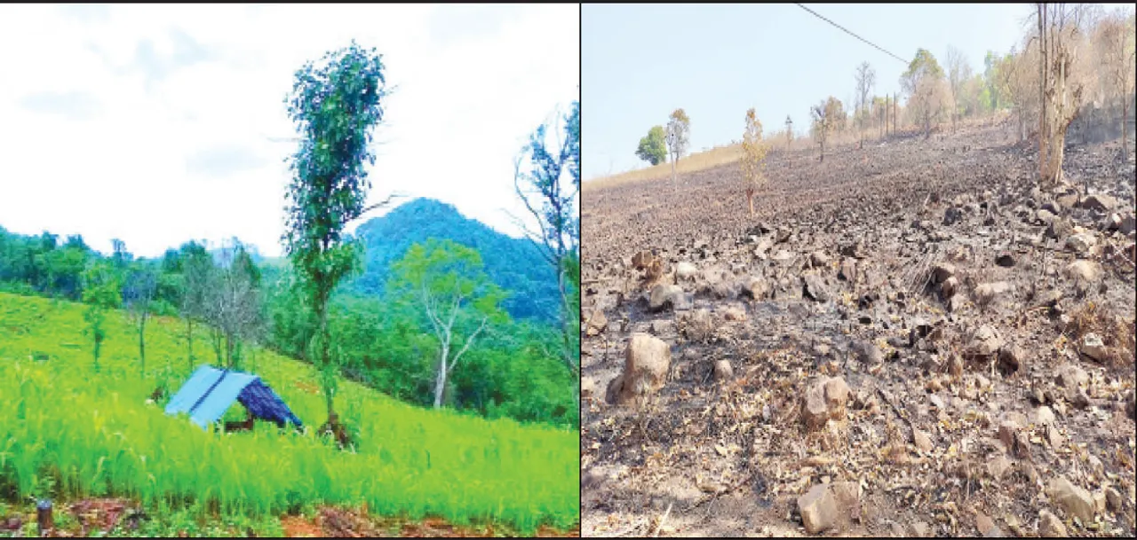  ସୌନ୍ଦର୍ଯ୍ୟ ହରାଉଛି କାଞ୍ଜିପାଣି: ପୋଡ଼ୁଚାଷ ପାଇଁ ଜଙ୍ଗଲ କ୍ଷୟ