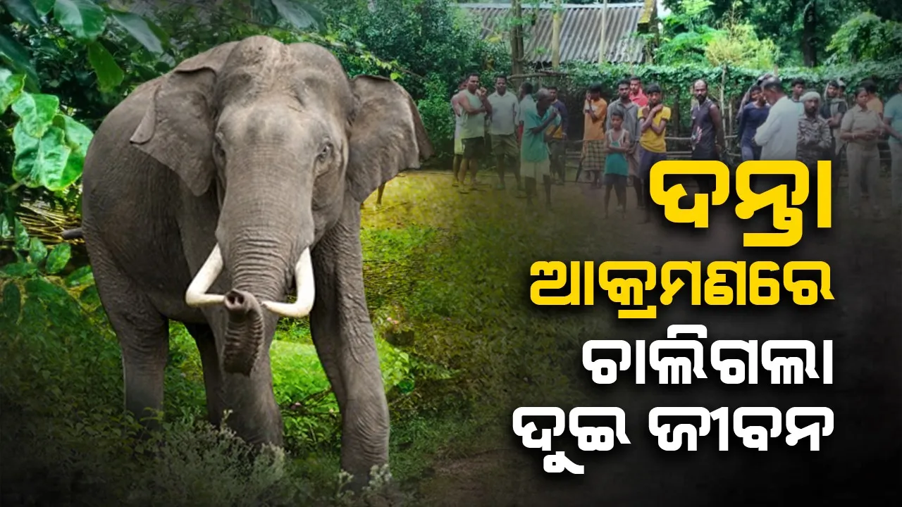  ଦନ୍ତା ହାତୀ ଆକ୍ରମଣରେ୨ ମୃତ, ୩ଗୁରୁତର