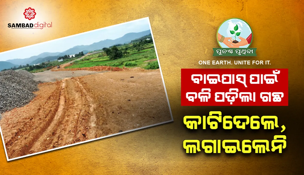  ବାଇପାସ୍‌ ପାଇଁ ବଳି ପଡ଼ିଲା ଗଛ: କାଟିଦେଲେ, ଲଗାଇଲେନି