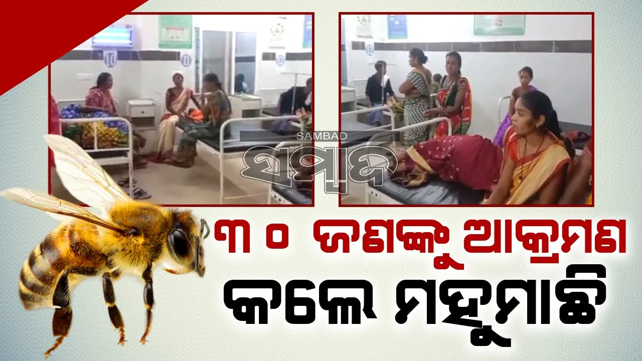  ମହୁମାଛି ଆକ୍ରମଣରେ ୩୦ରୁ ଊର୍ଦ୍ଧ୍ବ ଲୋକ ଆହତ