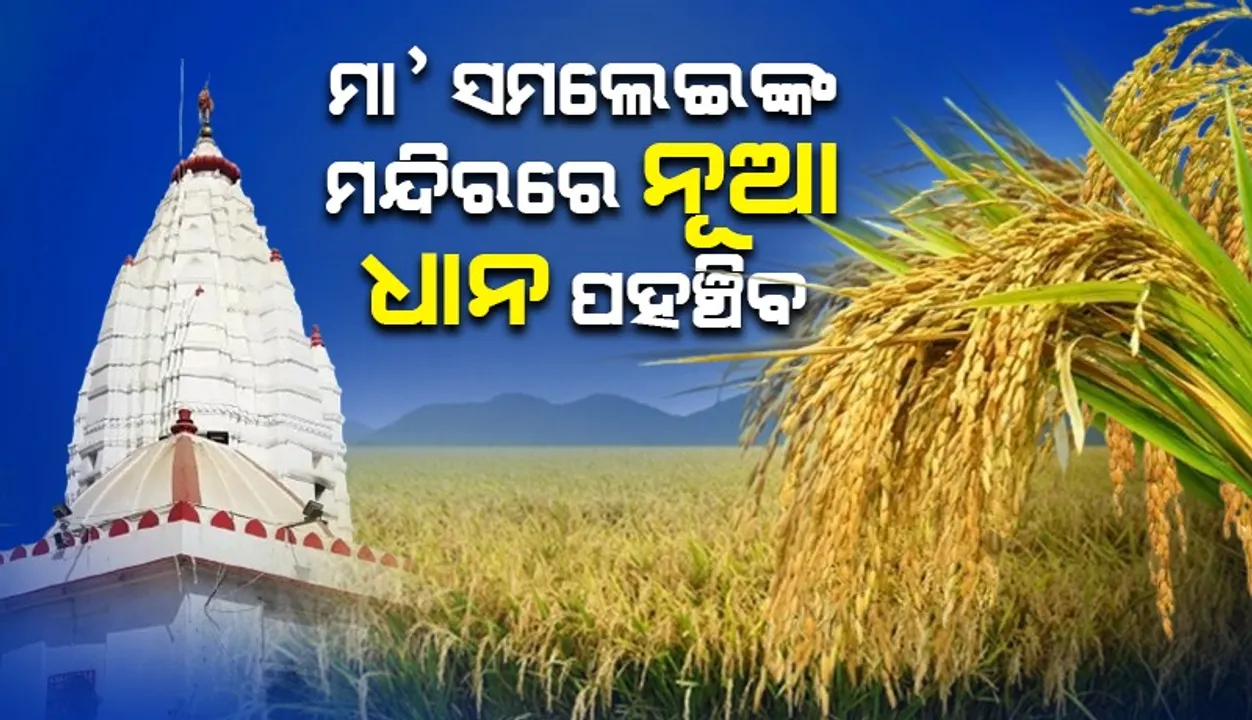 ନୂଆଖାଇ ପାଇଁ  ମା’ ସମଲେଇଙ୍କ ମନ୍ଦିରରେ ନୂଆ ଧାନ ପହଞ୍ଚିବ