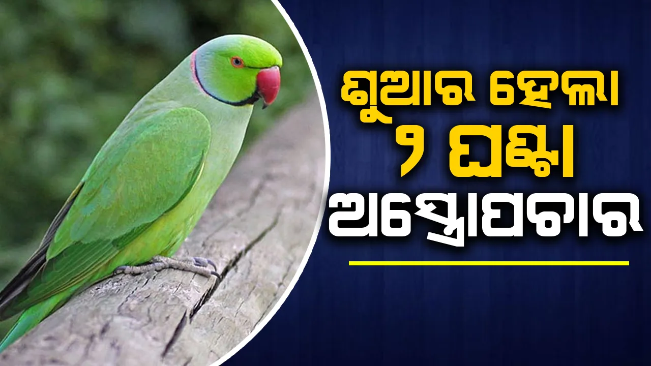  ୨ଘଣ୍ଟାର ଅସ୍ତ୍ରୋପଚାର ପରେ ଶୁଆ ଗଳାରୁ ବାହାର କରାଗଲା ଟ୍ୟୁମର