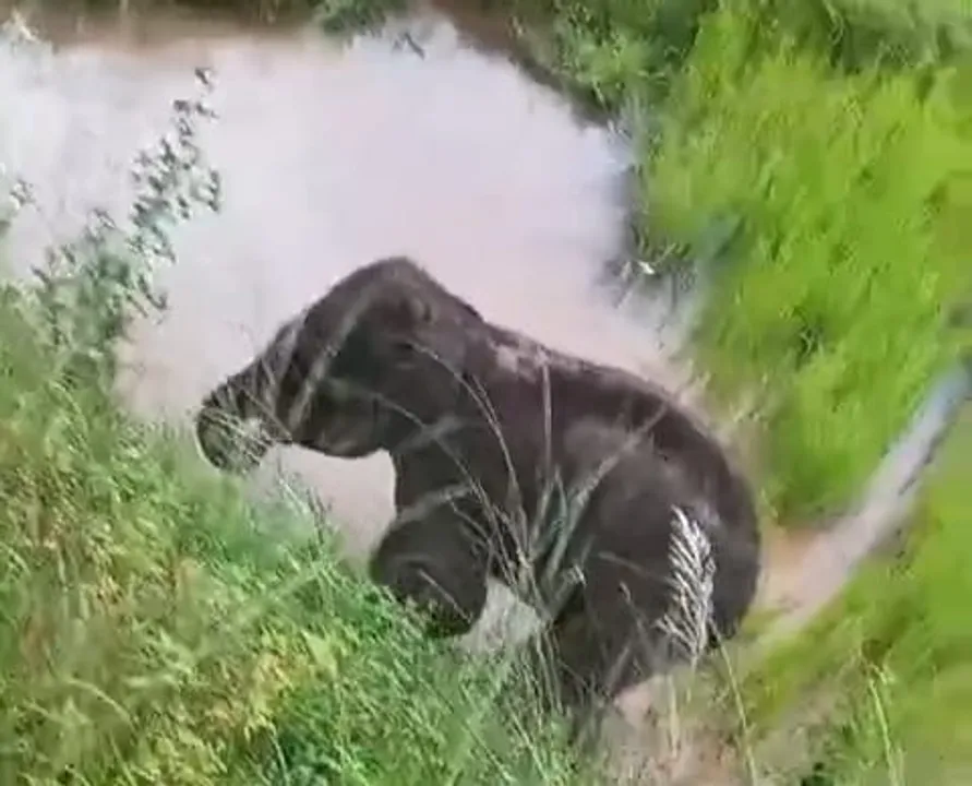  ଅସୁସ୍ଥ ହାତୀ ଶାବକ ଉଦ୍ଧାର