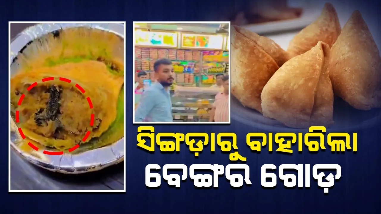  ସିଙ୍ଗଡ଼ାରୁ ବାହାରିଲା ବେଙ୍ଗର ଗୋଡ଼, ଭାଇରାଲ ହେଲା ଭିଡିଓ