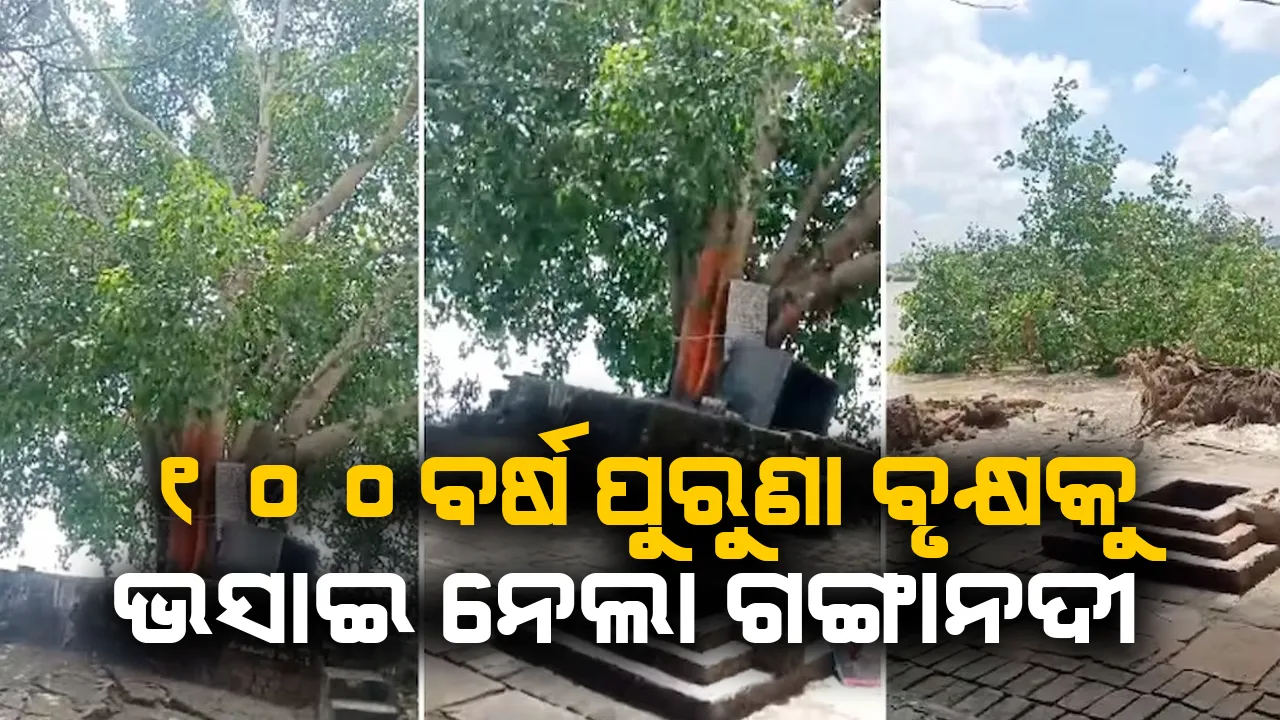  ଦେଖୁଦେଖୁ ଗଙ୍ଗାନଦୀରେ ଭାସିଗଲା ୧୦୦ବର୍ଷ ପୁରୁଣା ବରଗଛ