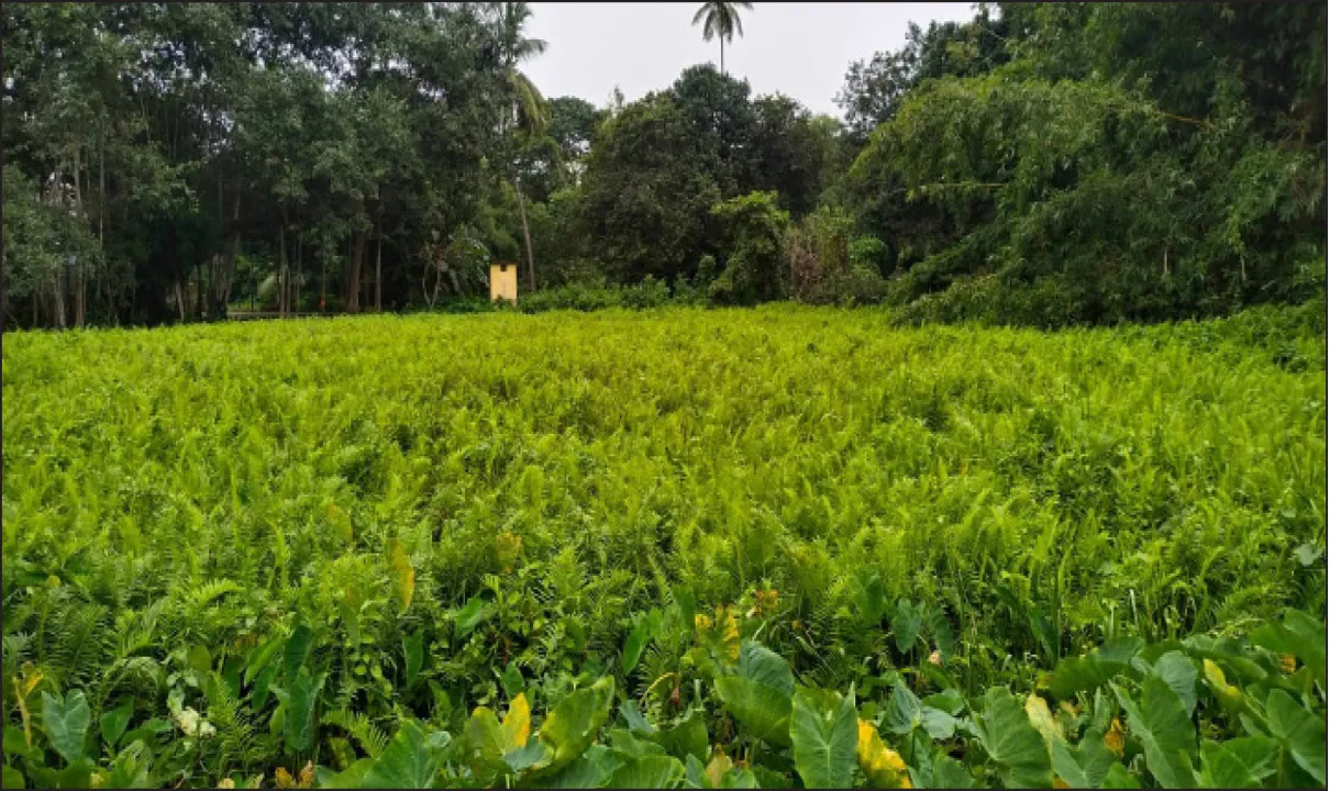  ଜବରଦଖଲକାରୀଙ୍କ କବ୍‌ଜାରେ ମନ୍ଦାରମାଳ