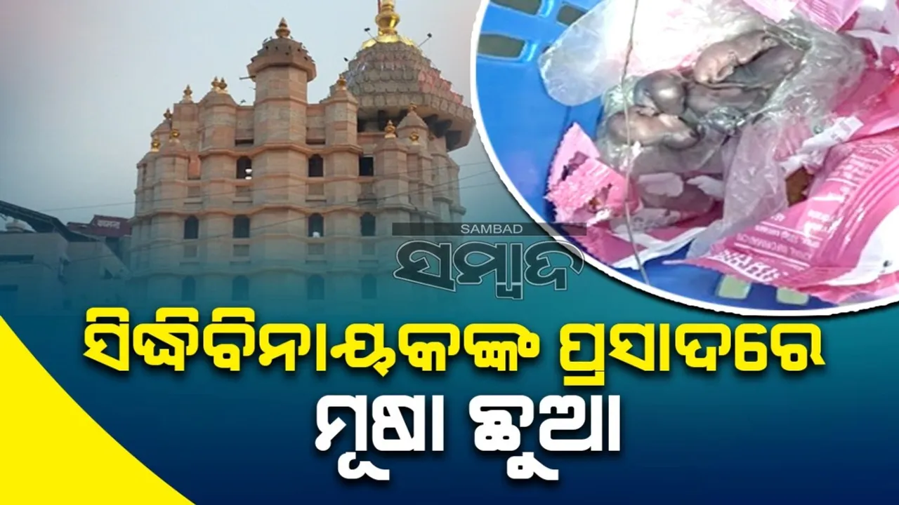  ଏବେ  ସିଦ୍ଧିବିନାୟକଙ୍କ ପ୍ରସାଦ ନେଇ ଉତ୍ତେଜନା: ଲଡୁ ପ୍ୟାକେଟରେ ମୂଷା ଛୁଆ