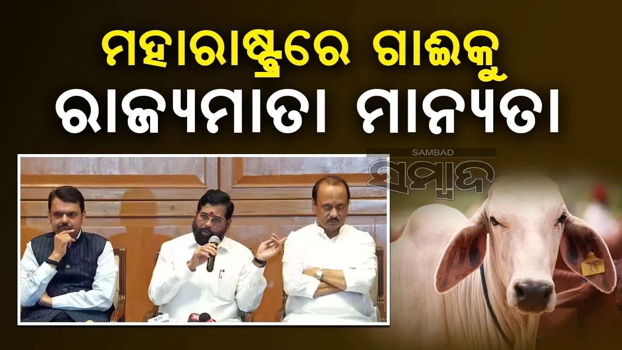  ମହାରାଷ୍ଟ୍ରରେ ଗାଈକୁ ରାଜ୍ୟମାତା ମାନ୍ୟତା ଦେଲେ ଏକନାଥ ସରକାର