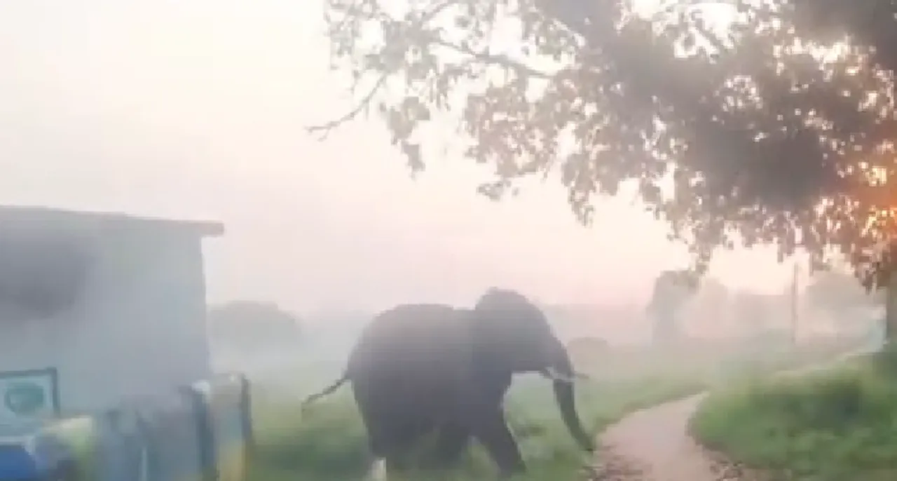  ବୃଦ୍ଧାଙ୍କୁ ଆକ୍ରମଣ କଲା ଗୋଠଛଡ଼ା ଦନ୍ତା