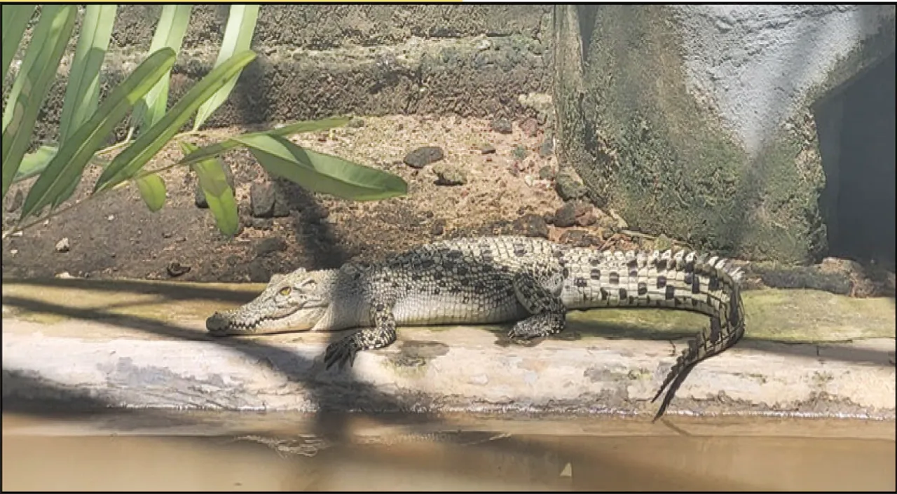  ପ୍ରଜନନ କେନ୍ଦ୍ରରେ ଶ୍ବେତା ବନ୍ଦୀ!