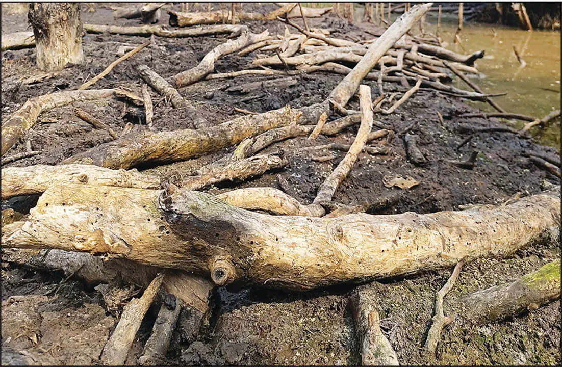 ପଦା କରିଦେଲେଣି ହେନ୍ତାଳବଣ