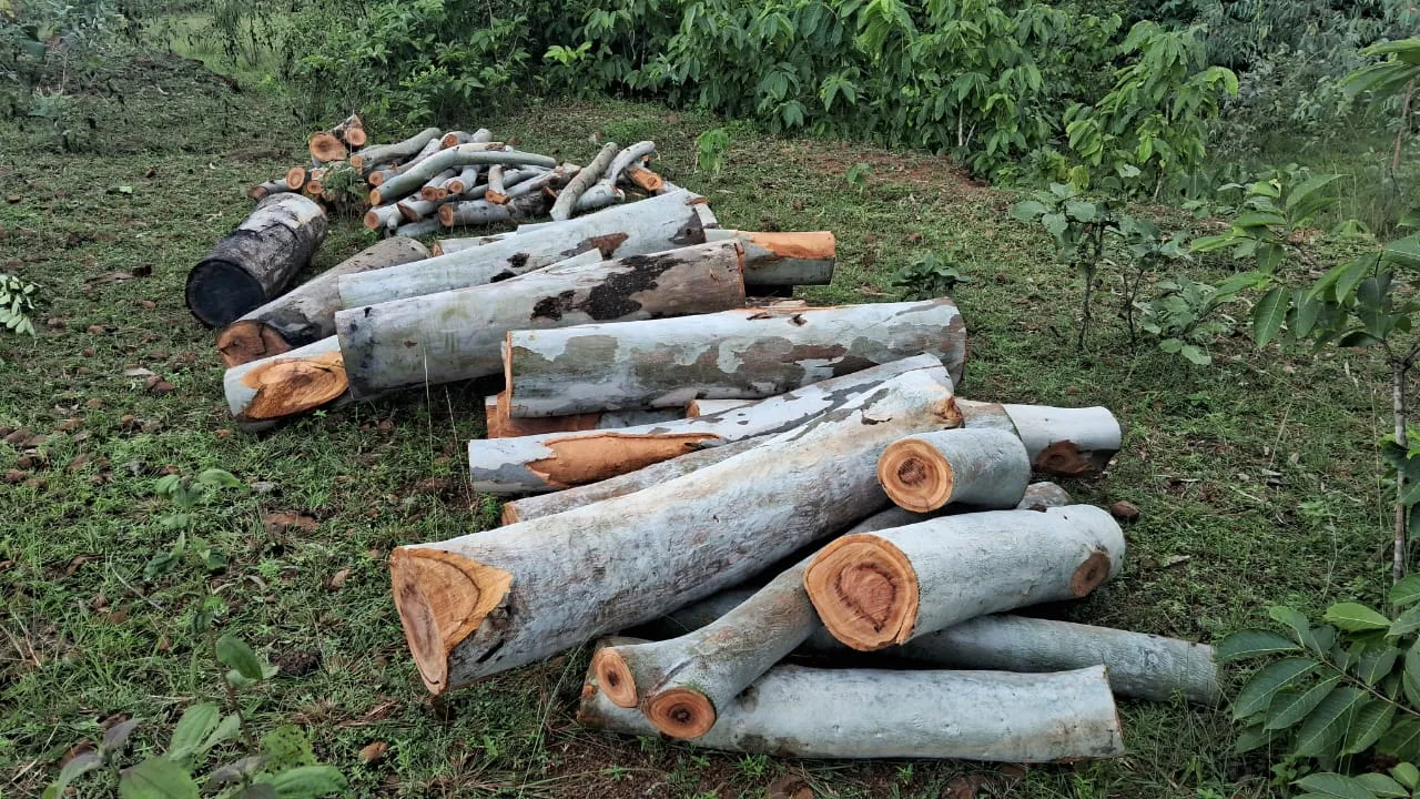  ନେଲୁଙ୍ଗ ଜଙ୍ଗଲରେ ମାତିଛନ୍ତି କାଠ ମାଫିଆ