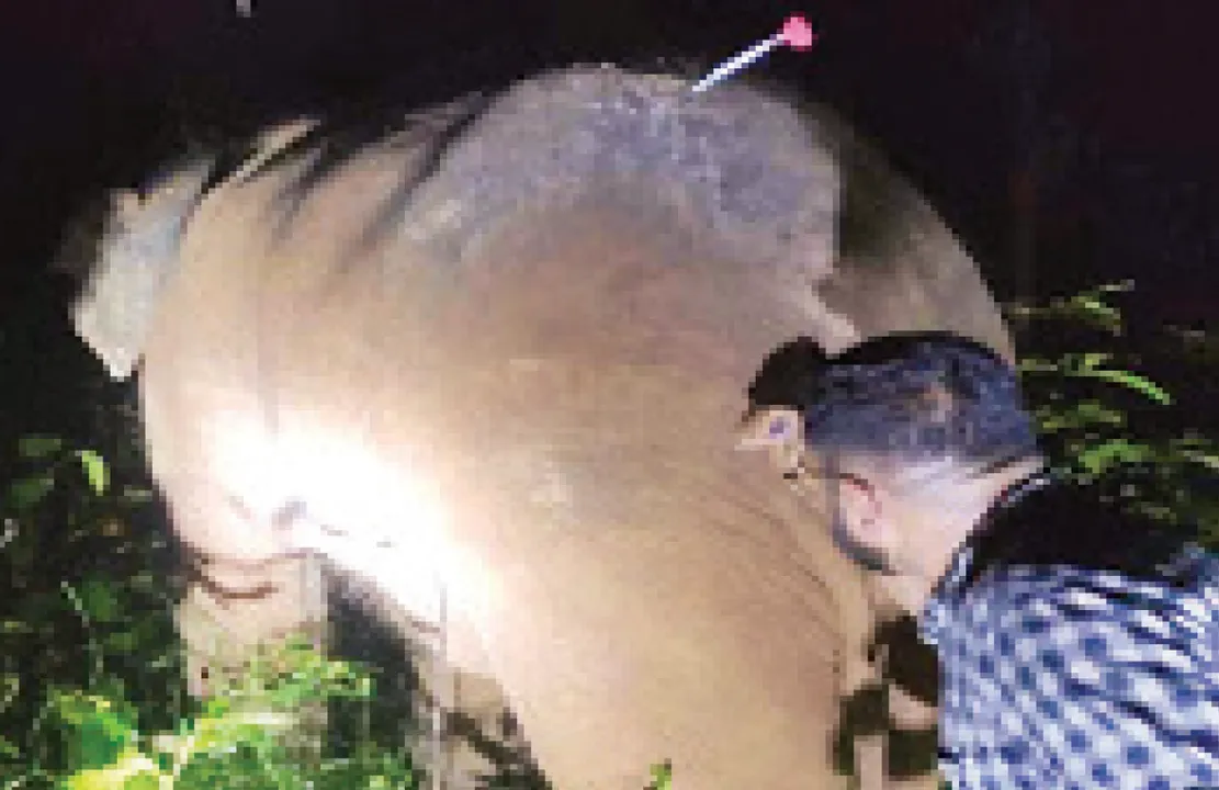  ୩ ଦିନରେ ନେଇଥିଲା ୪ ଜୀବନ, ନରହନ୍ତା ଦନ୍ତାକୁ ଟ୍ରାଙ୍କୁଲାଇଜ୍‌ କରି ଧରିଲେ