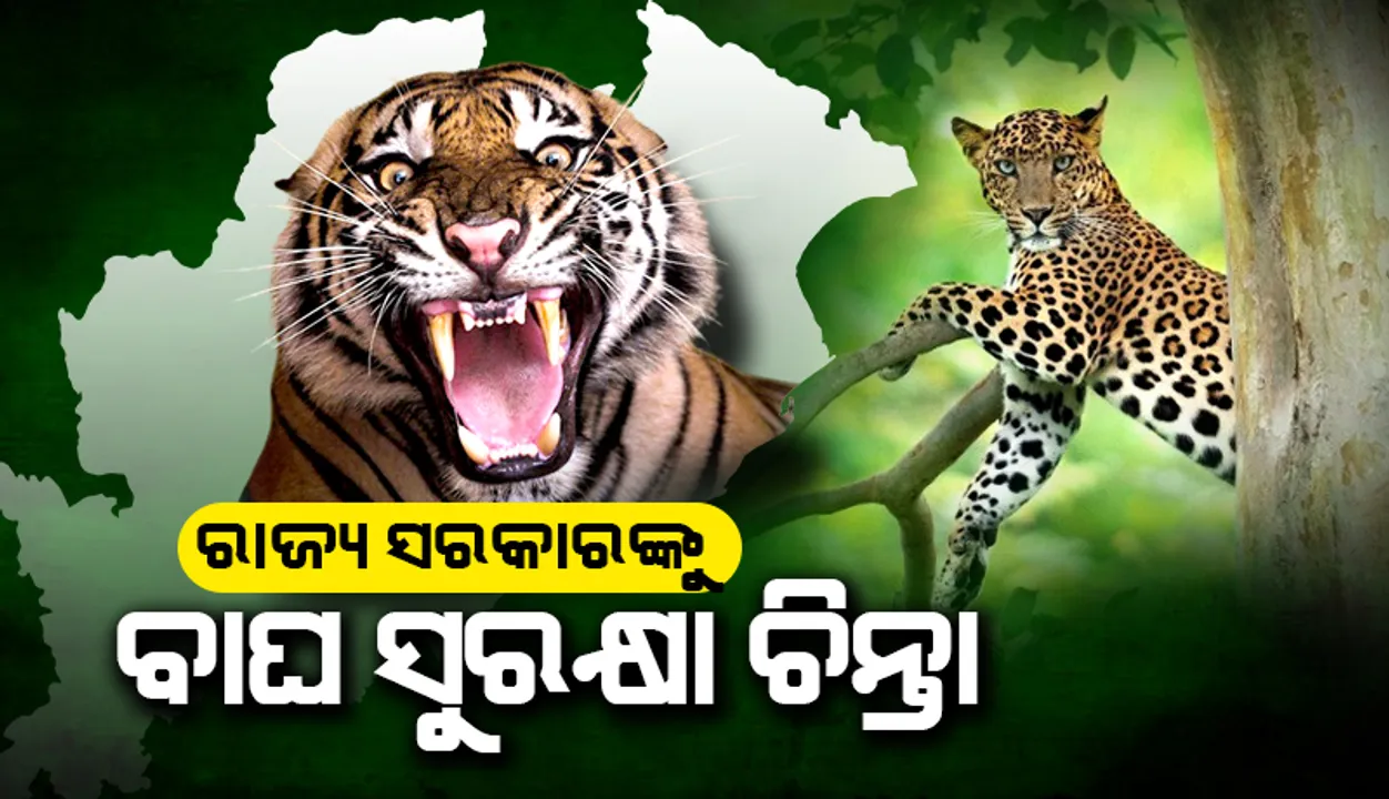  ରାଜ୍ୟ ସରକାରଙ୍କୁ ବାଘ ସୁରକ୍ଷା ଚିନ୍ତା: ଏକକାଳୀନ ମହାବଳ ଓ କଲରାପତରିଆ ଗଣନା