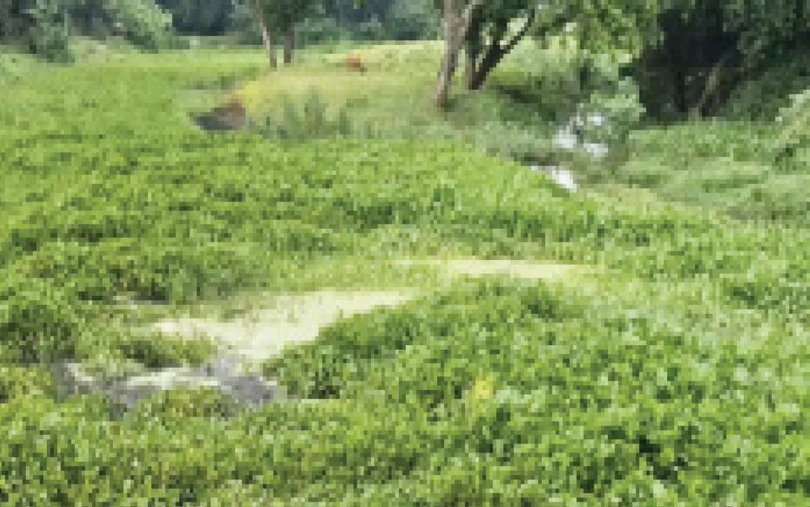  ପୋତି ହୋଇଗଲା ପଳପଳା