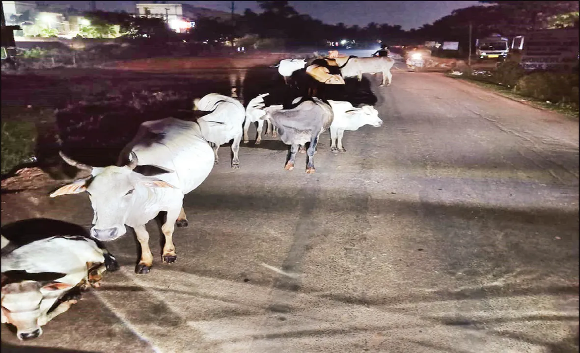  ସହରୀ ବୁଲାଗୋରୁଙ୍କ କବ୍‌ଜାରେ ଉପକଣ୍ଠ ରାସ୍ତା