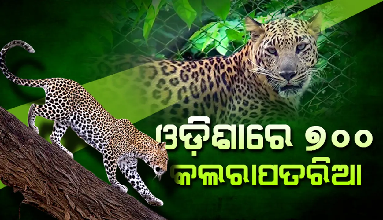  ଓଡ଼ିଶାରେ ୭୦୦ କଲରାପତରିଆ: ଛତିଶଗଡ଼, ଝାଡ଼ଖଣ୍ଡ, ଆନ୍ଧ୍ରରୁ ଓଡ଼ିଶାକୁ ଆସୁଛନ୍ତି