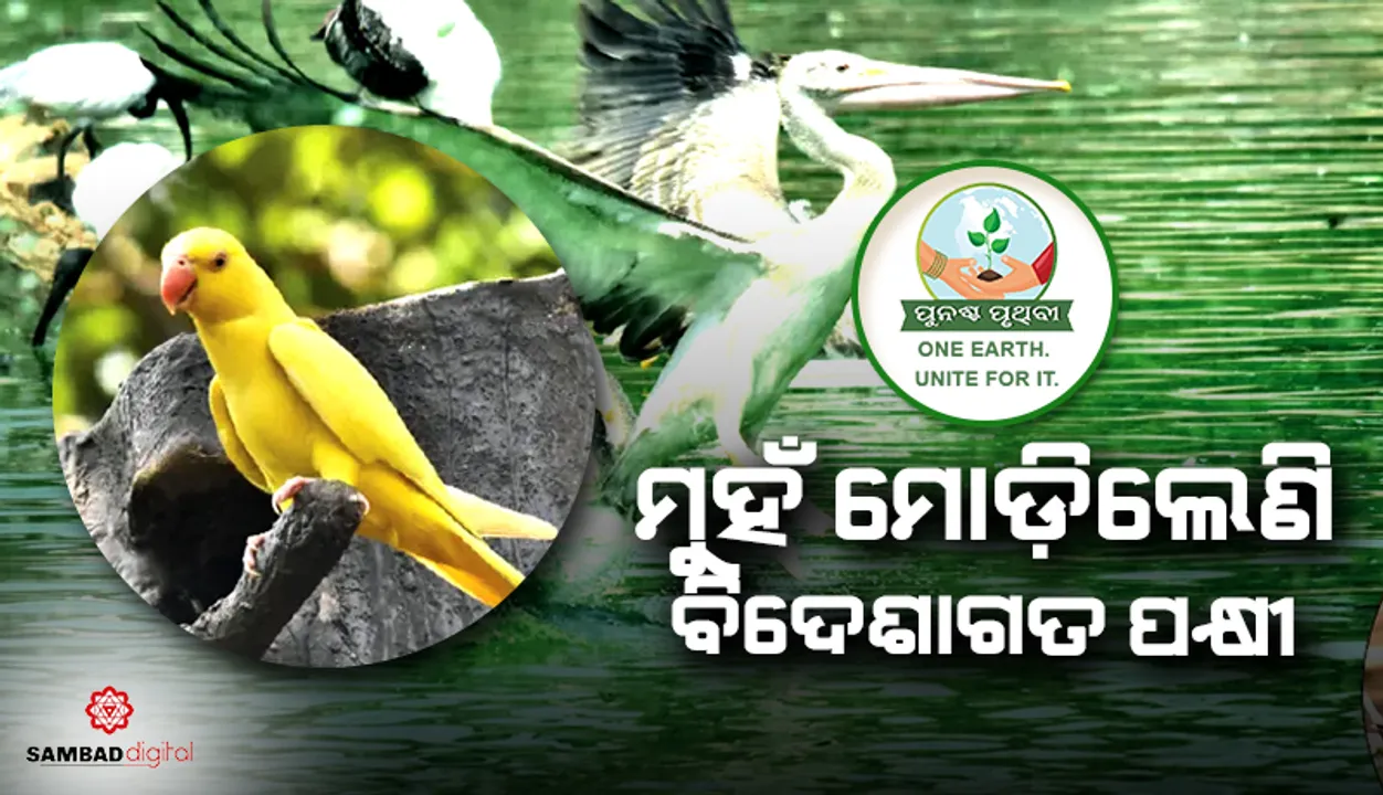  ମୁହଁ ମୋଡ଼ିଲେଣି ବିଦେଶାଗତ ପକ୍ଷୀ