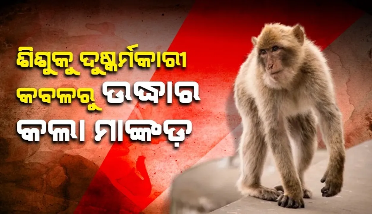  ଦୁଷ୍କର୍ମକାରୀ କବଳରୁ ଶିଶୁକୁ ଉଦ୍ଧାର କଲା ମାଙ୍କଡ଼
