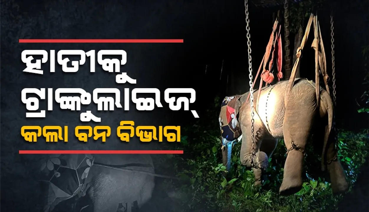  ନରହନ୍ତା ଦନ୍ତାକୁ  ଟ୍ରାଙ୍କୁଲାଇଜ୍ କଲା ବନ ବିଭାଗ