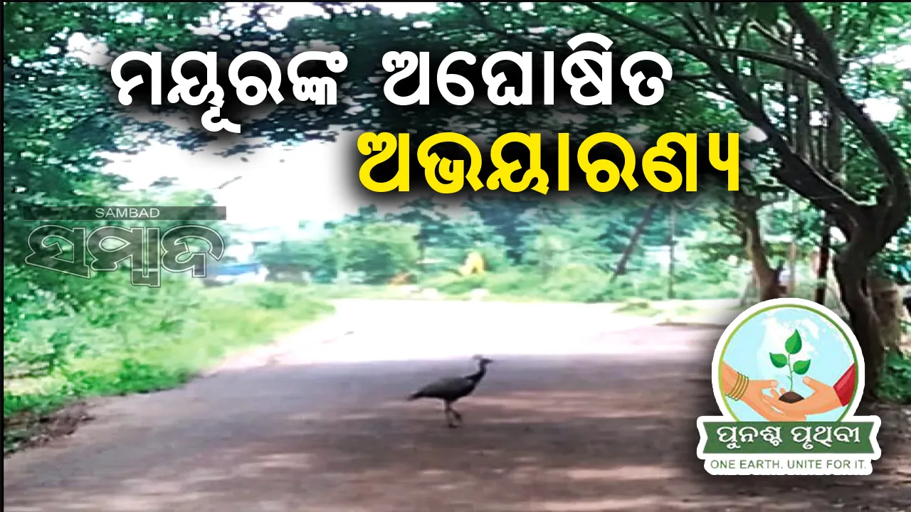  ମୟୂରଙ୍କ ଅଘୋଷିତ ଅଭୟାରଣ୍ୟ: ଗ୍ରାମବାସୀ ଯୋଗାଉଛନ୍ତି ଖାଦ୍ୟ ଓ ସୁରକ୍ଷା