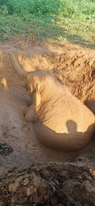  ଗାତରେ ପଡ଼ିଗଲା ହାତୀ