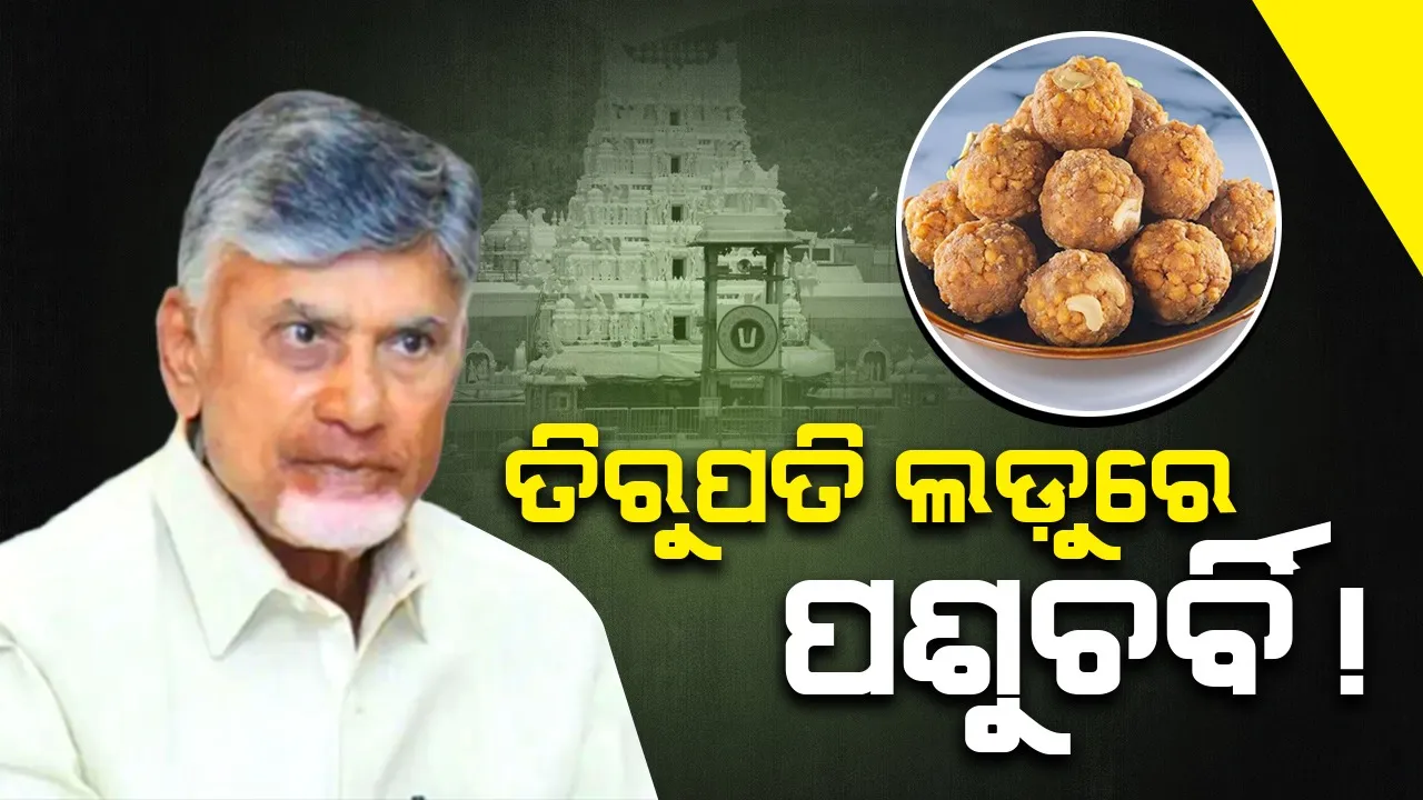  ତିରୁପତି ଲଡ଼ୁରେ ପଶୁଚର୍ବି ! ଚନ୍ଦ୍ରବାବୁ ଆଣିଲେ ବଡ଼ ଅଭିଯୋଗ