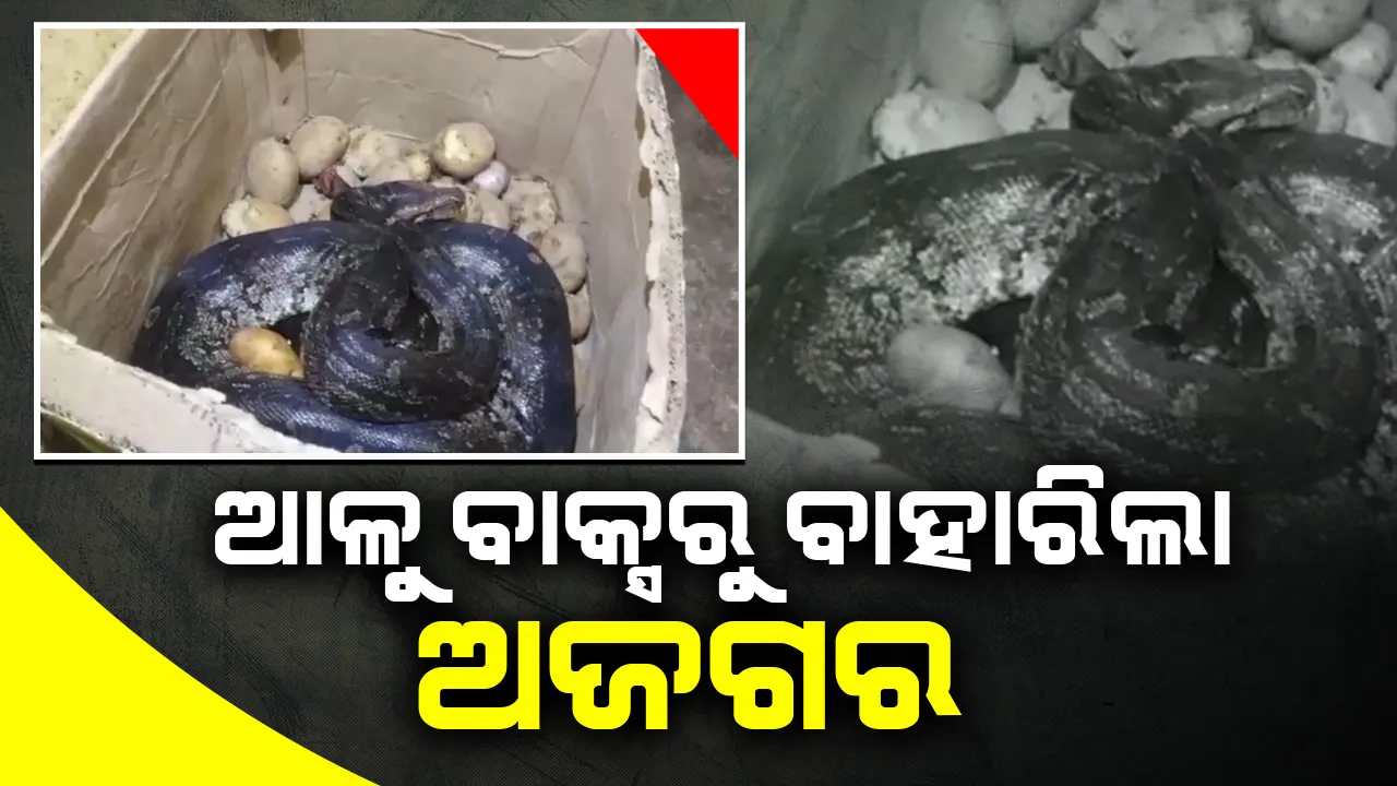  ମହାରାଷ୍ଟ୍ରର ଏକ ହୋଟେଲ୍‌ର ଆଳୁ ବାକ୍ସରୁ ବାହାରିଲା ୮ ଫୁଟ୍‌ ଲମ୍ବର ଅଜଗର