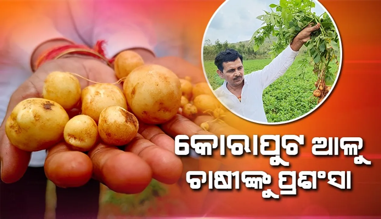  କୋରାପୁଟରେ ଖରିଫ ଆଳୁ ଚାଷ; ବିହାରର ଟିମ୍‌ କଲେ ପ୍ରଶଂସା