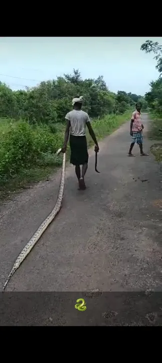  ଶିକାରୀ ହାତରେ ୧୦ ଫୁଟର ଅଜଗର ସାପ