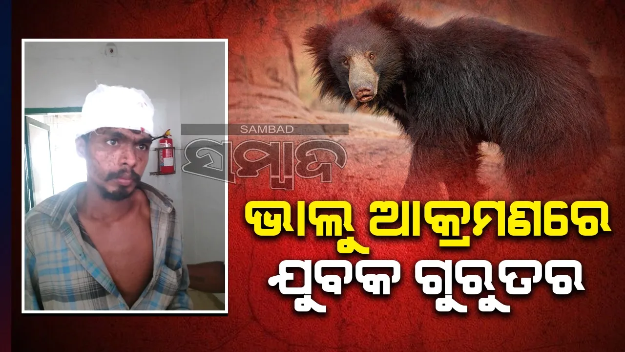  ଭାଲୁ ଆକ୍ରମଣରେ ଜଣେ ଯୁବକ ଗୁରୁତର, କଟକ ବଡ଼ ଡାକ୍ତରଖାନାକୁ ସ୍ଥାନାନ୍ତର