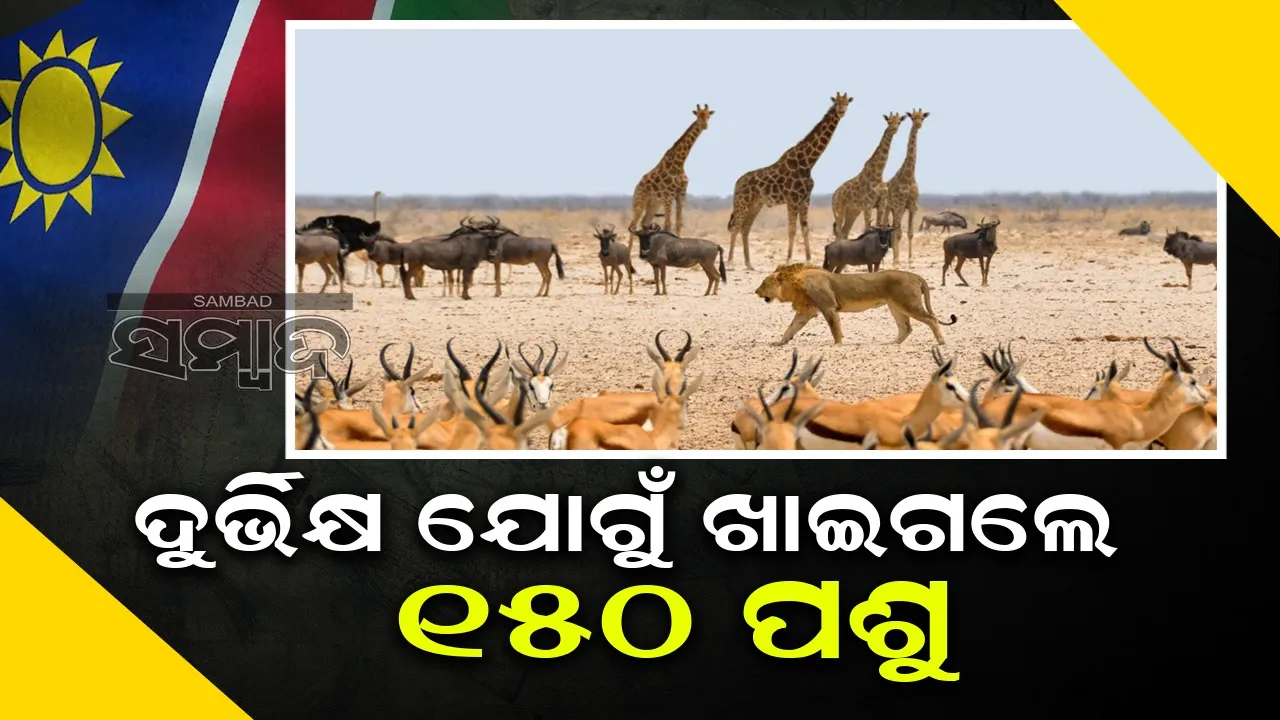  ନାମିବ୍ୟାରେ ଦୁର୍ଭିକ୍ଷ ଯୋଗୁଁ ମାରି ଖାଇଗଲେ ୧୫୦ ପଶୁ