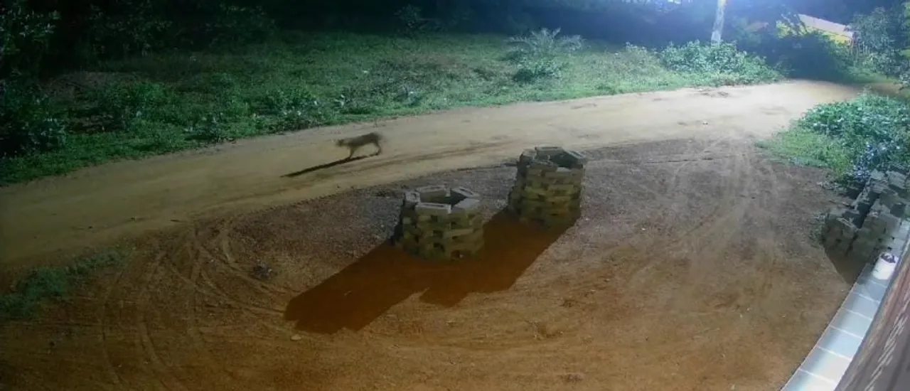  ଗାଁ ଦାଣ୍ଡରେ ଅଜଣା ଜନ୍ତୁ, ଆତଙ୍କିତ ଗ୍ରାମବାସୀ