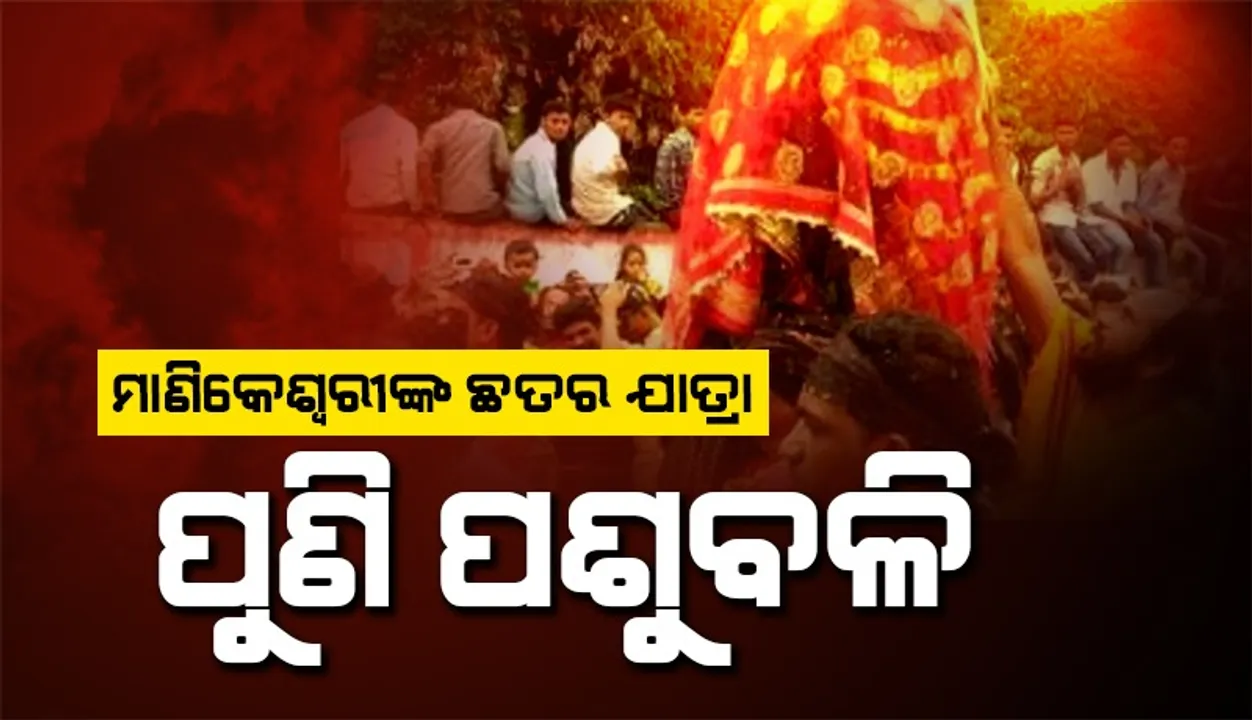 କଳାହାଣ୍ଡିର ଅଧିଷ୍ଠାତ୍ରୀ ଦେବୀ ମା’ ମାଣିକେଶ୍ବରୀଙ୍କ ଛତର ଯାତ୍ରା: ପୁଣି ପଶୁବଳି