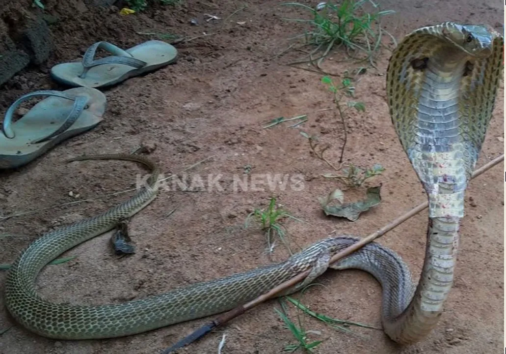  ତୀର ମାଡରେ ନାଗସାପର ମୃତ୍ୟୁ