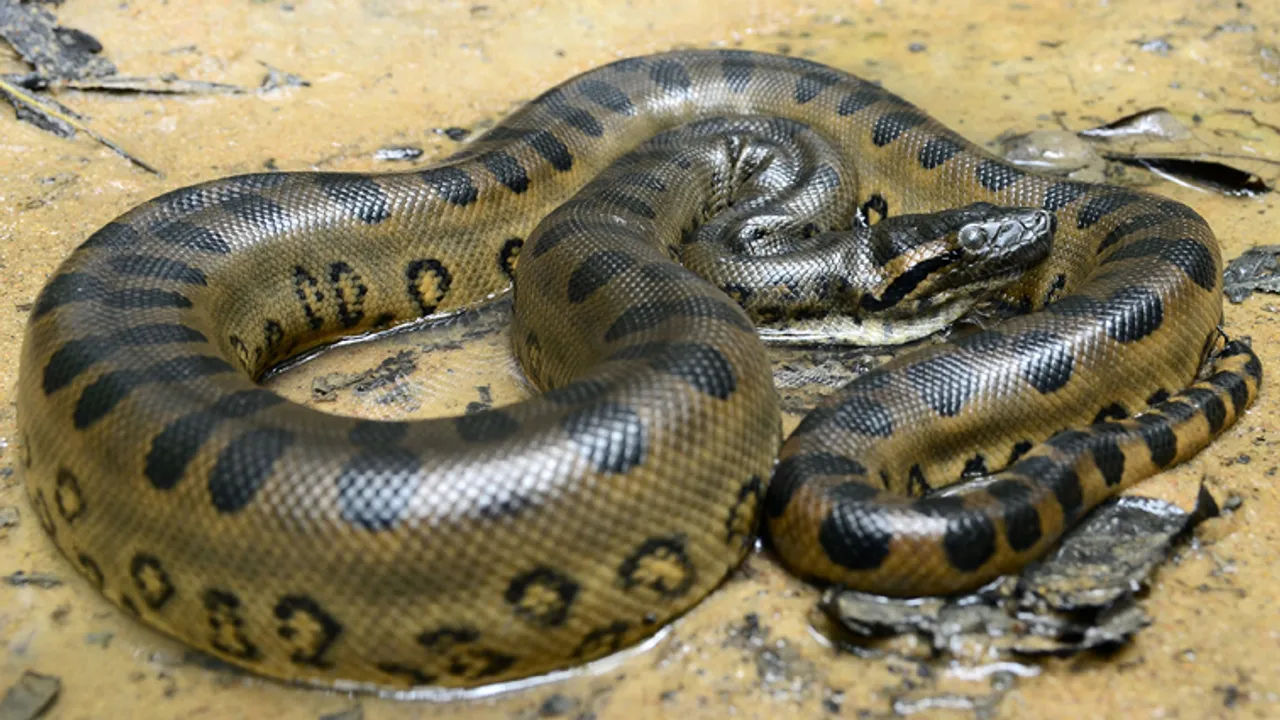  Green anaconda (Eunectes murinus); Shutterstock ID 119405701; PO: NG Kids Website; Client: Jay Sumner 