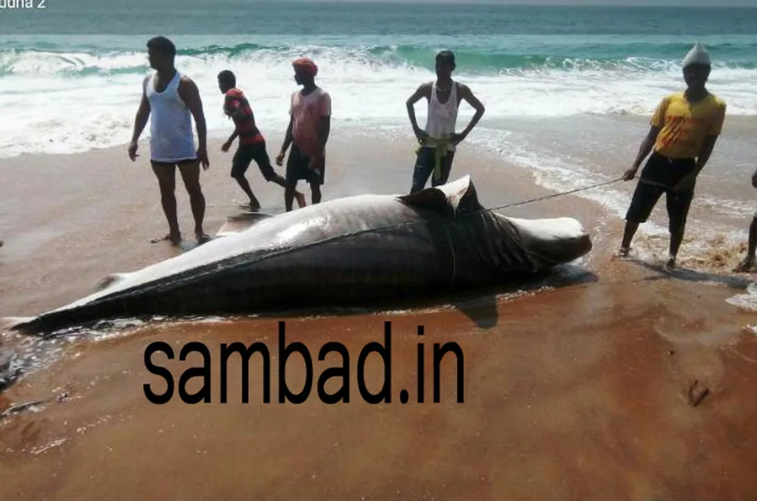  ପୁରୀ ସମୁଦ୍ରକୂଳରେ ଲାଗିଲା ୨୫ ଫୁଟ୍‌ ଲମ୍ବ ସାମୁଦ୍ରିକ ମାଛର ମୃତଦେହ