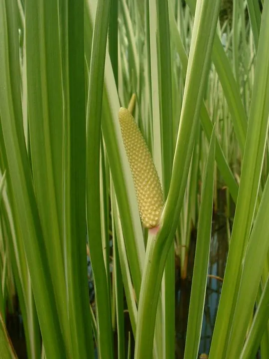 ଉପକାରୀ ବଚ