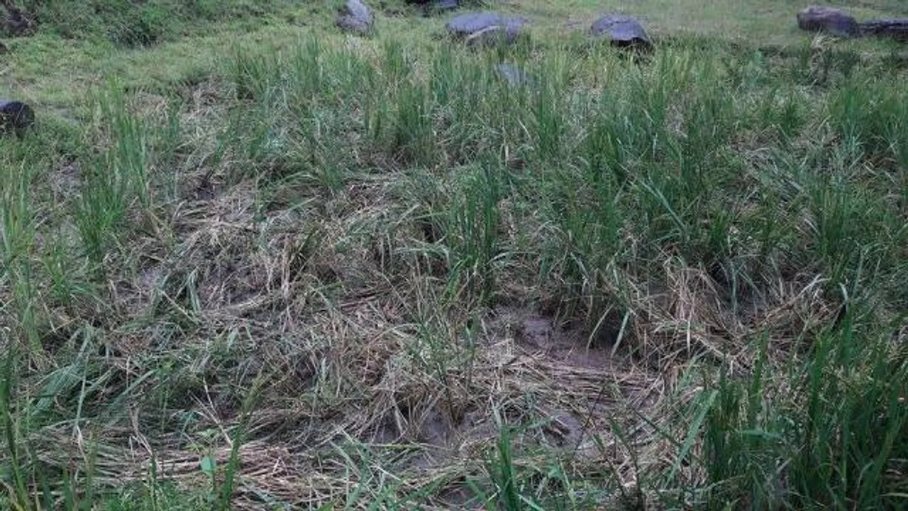  ହାତୀ ଦଳିଦେଲେ ୧୫ ଏକର ଧାନ ଚାଷ